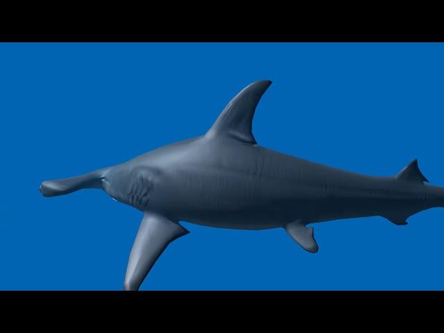 Hammerhead animations demo