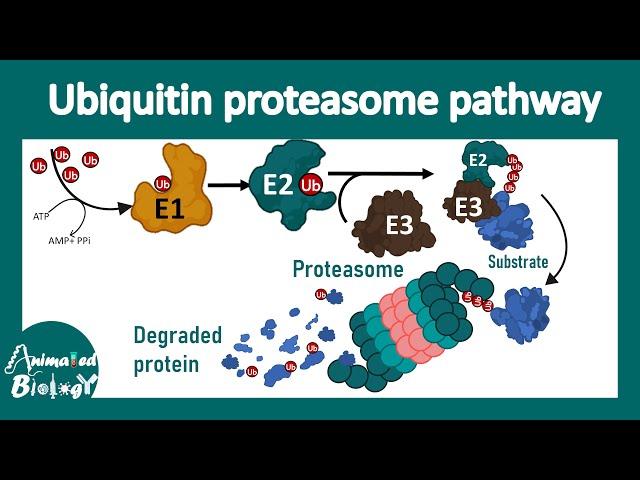 The ubiquitin-proteasome mediated protein degradation pathway | Ubiquitin ligase | Proteasome