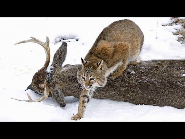 This is how Lynx hunts in WINTER! Even Deer are in danger!