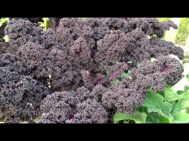 How to Plan a Potager Kitchen Garden