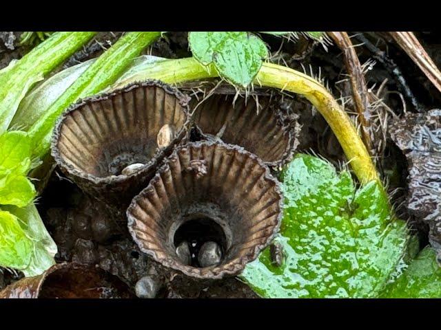 Common and Fluted Birds Nest Fungus