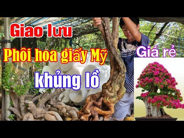 Phôi hoa giấy Mỹ khủng lồ giao lưu giá rẻ, bao sống bao ship toàn quốc.