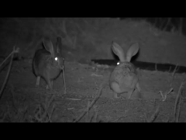 Scrub hares on the 2023 South Africa field trip