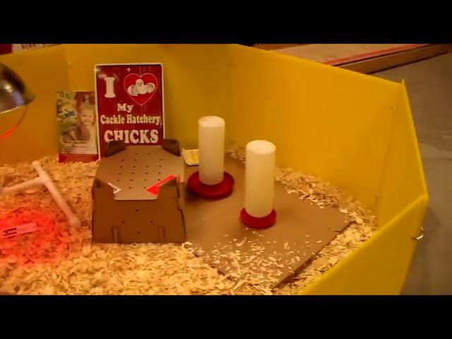 How to set up a chicken brooder for baby chicks