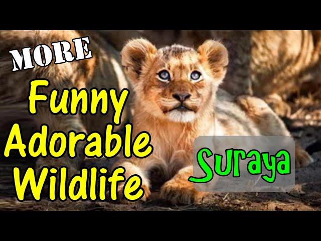 Funny Adorable Wildlife Photography Suraya