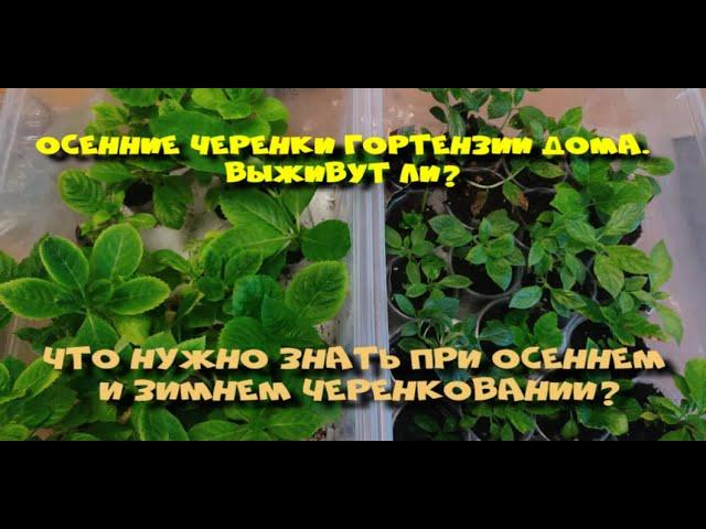 ЧЕРЕНКИ ГОРТЕНЗИИ ЗИМОЙ ДОМА. ВЫЖИВУТ ИЛИ НЕТ? ЧТО ВАЖНО ЗНАТЬ?