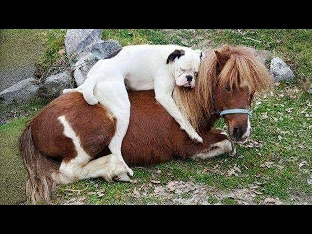 Funny Animals Who Are Absolutely Obsessed With Each Other!  Animal BEST Friends