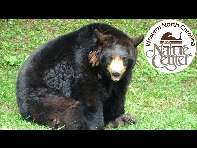 Western North Carolina Nature Center Tour & Review with The Legend