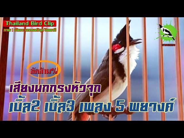 เสียงนกกรงหัวจุกเบิ้ล2 เบิ้ล3 เพลง 5 พยางค์ (Thailand Bird Clip) Chào Mào Thái Lan