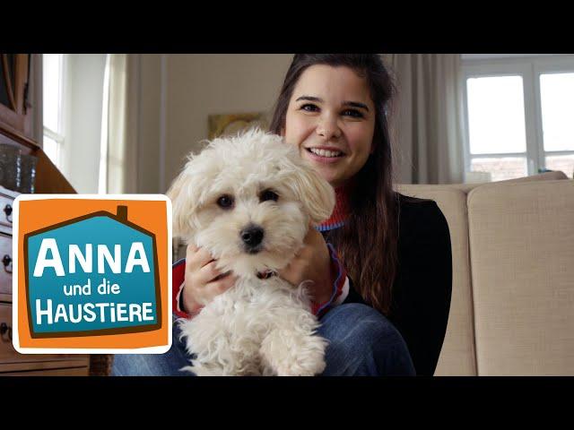 Maltipoo | Information für Kinder | Anna und die Haustiere