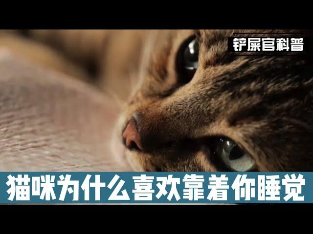 猫咪为什么喜欢靠着你睡觉？你与猫咪的亲密关系