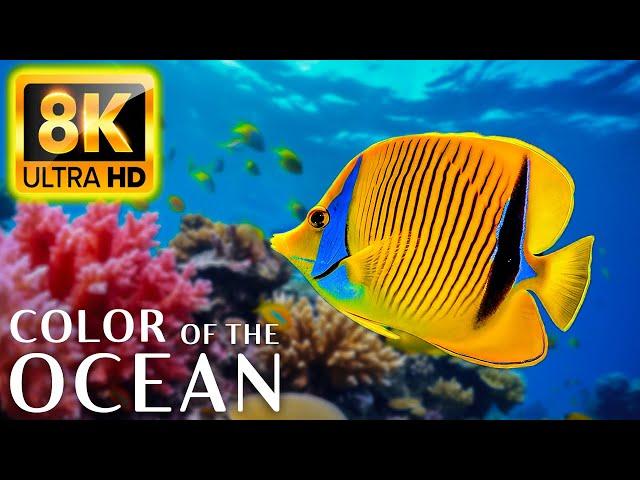 Colors Of The Ocean 8K Video ULTRA HD - The best sea animals for relaxing and soothing music #23