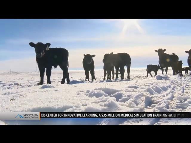 Montana Ag: Calving season can be difficult in winter