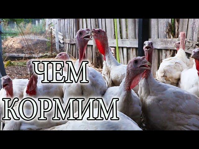 РЕЦЕПТ КОМБИКОРМА ДЛЯ ИНДЮКОВ