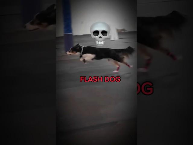 Flash dog back | #trollface #troll #edit