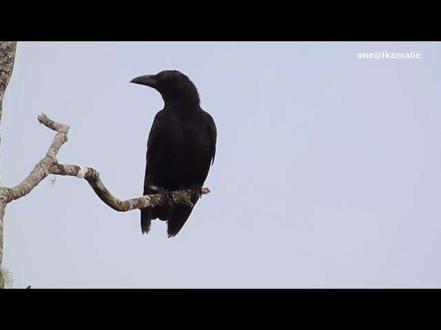 5 MACAM SUARA BURUNG GAGAK