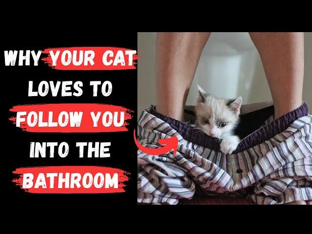 Why Does Your CAT FOLLOW You Into the BATHROOM? - See What's Behind This Behavior
