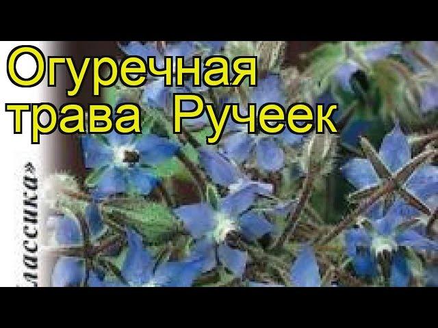 Огуречная трава Ручеек. Краткий обзор, описание характеристик, где купить семена borágo