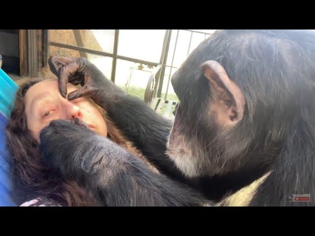 Gentle Chimpanzee Bow Grooming Outdoors on Hammock