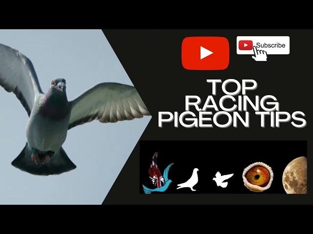 racing pigeons fitness did you know this