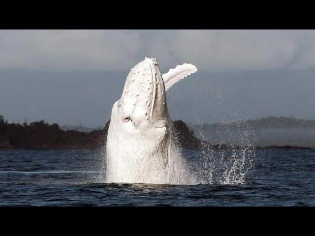 15 Incredible WHALE Species That Actually Exist