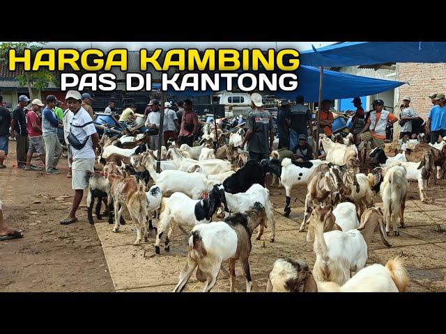 Harga Kambing Hari ini Tidak Membuat Kantong Jadi Bolong