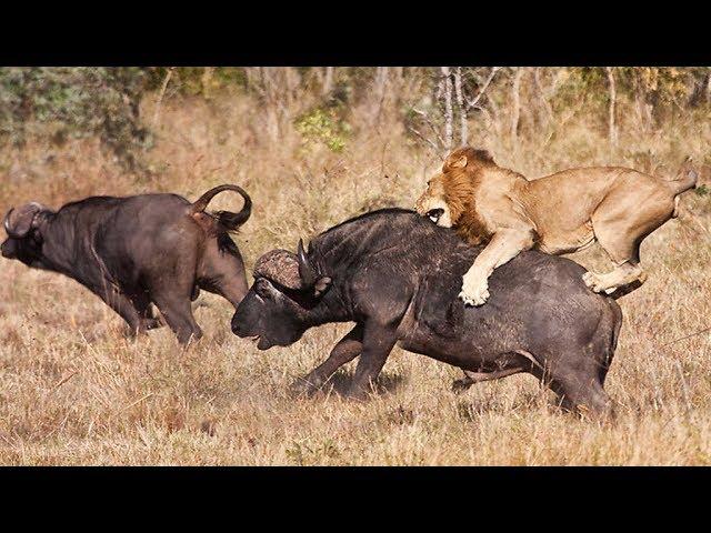 Grandes documentales - Viaje hacia el peligro: Búfalo contra león