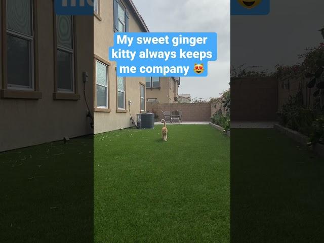 Can This Cat Show His Love?  #GingerCat  #CatVideos 