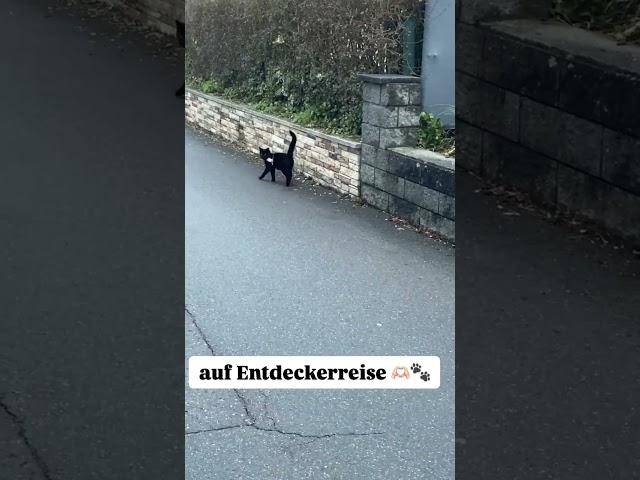 Kätzchen auf Entdeckerreise 🫶 #katze #süßekatze #lieblingskatze #shorts