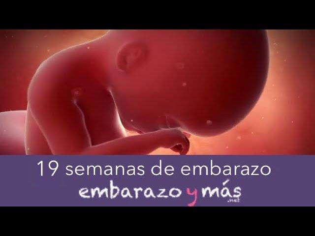 19 semanas de embarazo - Quinto mes - EMBARAZOYMAS