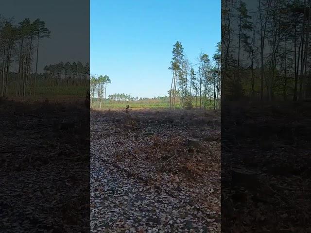 STUMPS & MUD #deforestation #woods #nature #targetpractice #airrifleshooting #airrifles