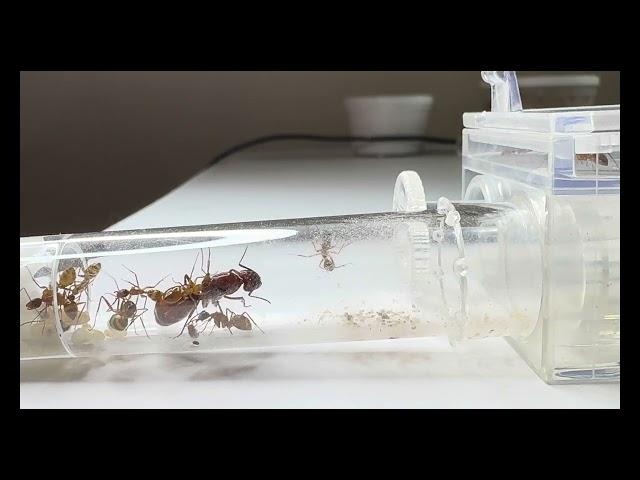 CAMPONOTUS CASTANEUS VS FRUIT FLIES FEEDING