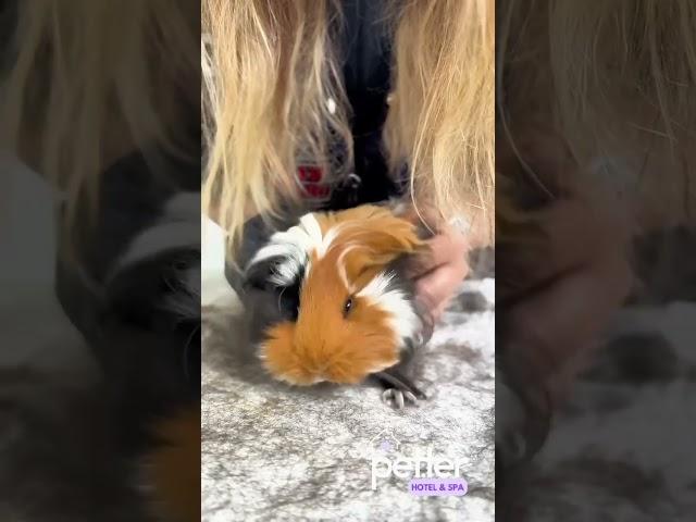 Guinea pigs make adorable sounds, especially when they’re comfortable and happy. #guineapig