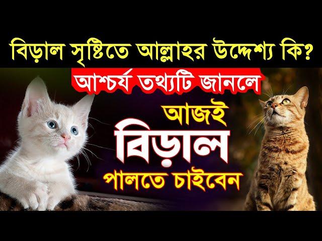 বিড়াল সৃষ্টিতে আল্লাহর উদ্দেশ্য কি ছিল? আশ্চর্য তথ্যটি জানলে আজই বিড়াল পালতে চাইবেন