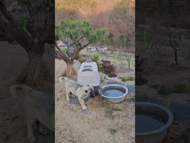 보즈셰퍼드 루나의 첫 날 적응하기...캉갈도 있고, 짱오도 있고, 웰시코기도 있어요.