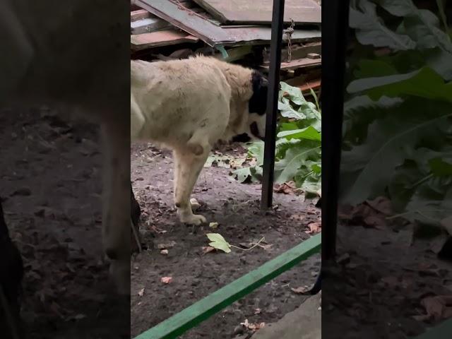 this dog is big like a lion