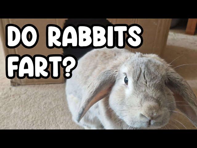 Rabbit Farts: The Mystery Unraveled