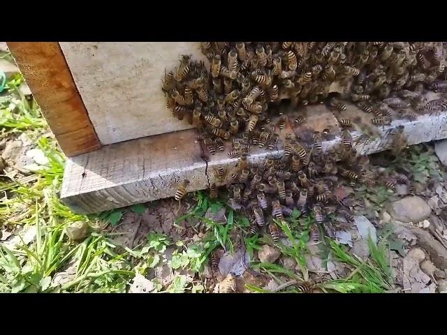 Honeybees division in very easy method from large box to small box | #Apisranaindica(देसी मधुमक्खी/)