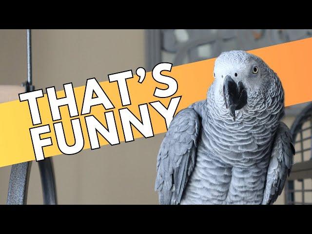 Our African Grey Reacts to Bird Jokes