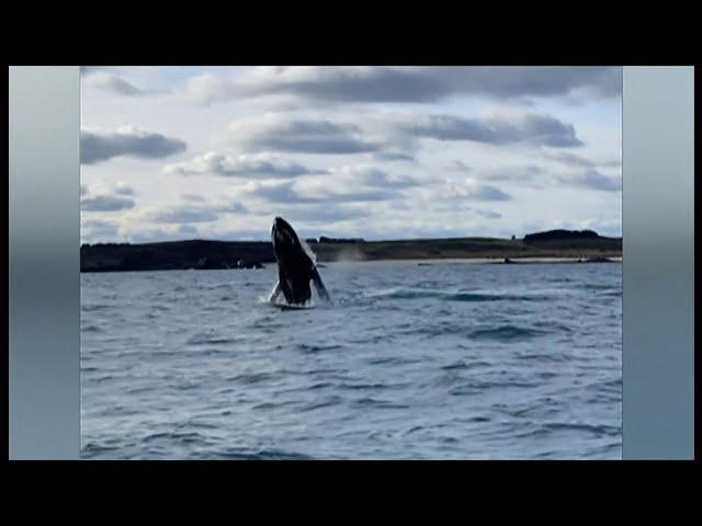 Humpback whale puts on 'show' in Cornwall (UK) 6/Jan/2025