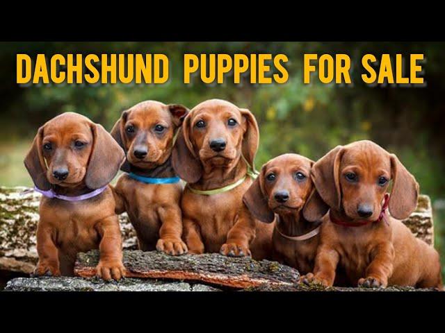 Dachshund Puppies Available | More Details On My Description.#dachshund#dog#starzkennel