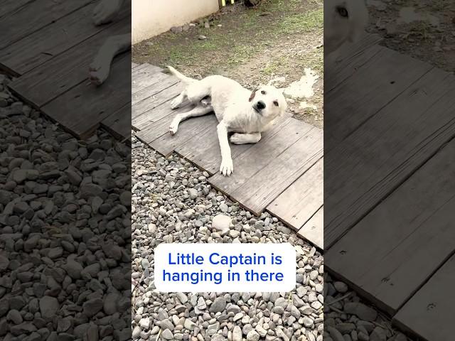 Stray Dog Hit By Car: Update on Little Captain