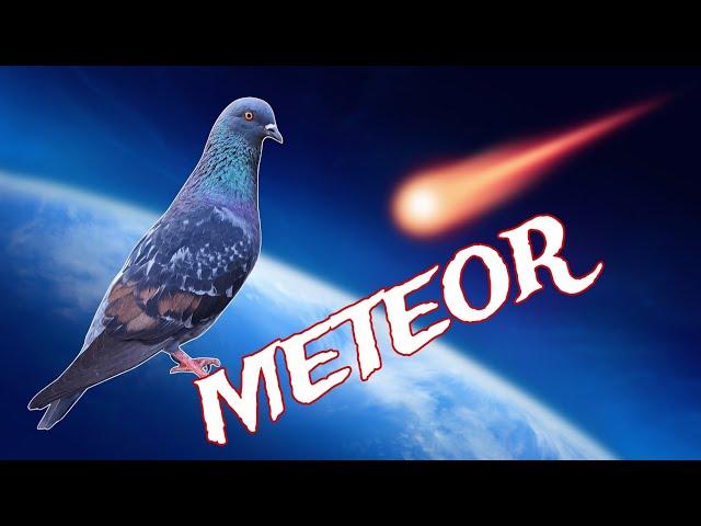 Saatnya Diambil Anaknya "METEOR" Merpati Tinggian Tomprang dgn Kinerja Sesuai Namanya..