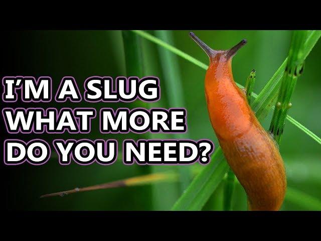 Slug Facts: the Land GASTROPOD | Animal Fact Files