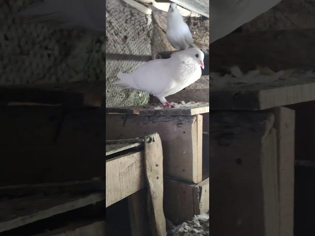 #hashtag #pigeon #samar #kabutar #samar loft akaipur 7797 #pigeon #birds#pigeonhouse