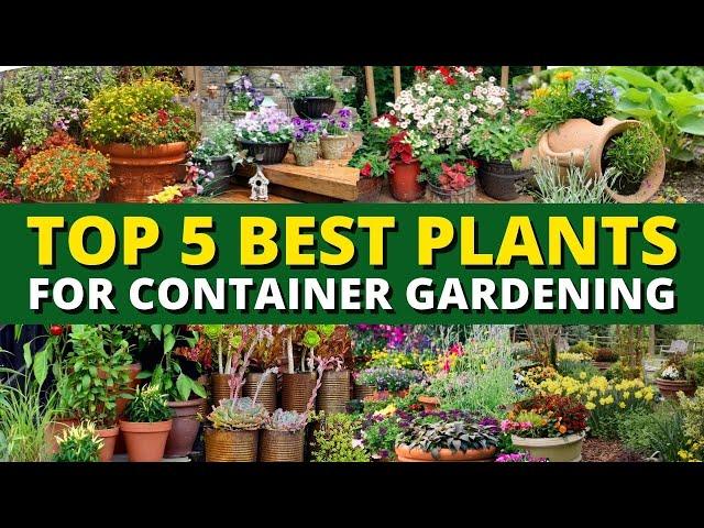 Top 5 Best Plants for Container Gardening 🪴- Garden Trends 