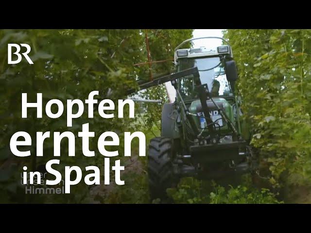 Landwirt im Nebenerwerb: Hopfenernte in Spalt | Bier | Unter unserem Himmel | BR