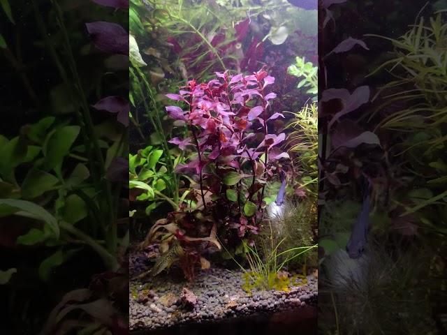 Людвигия Супер ред Мини / Ludwigia palustris super red