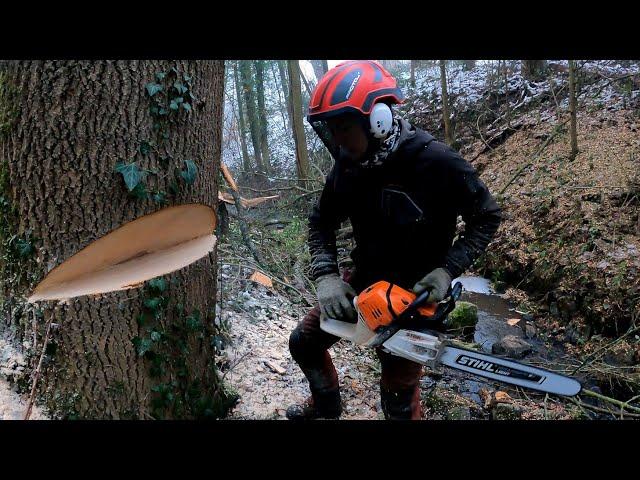 GROS DÉMONTAGE D'UN FRÊNE AVEC LA STIHL 261 , DANS UN RUISSEAU