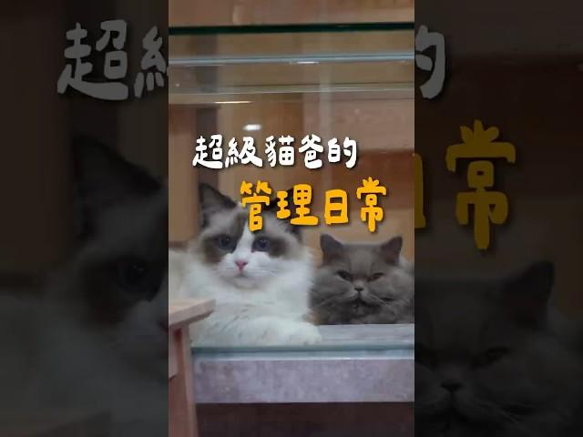 貓爸用行動告訴養一百隻貓跟一隻貓來比根本沒差？！ #親人貓 #cat #貓咪日常 #pets #貓眼觀察室 #搞笑 #貓跳台 #貓咪 #寵物友善日常 #萌寵